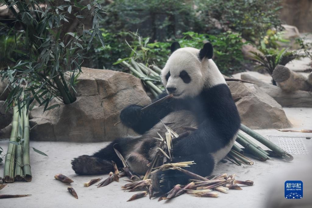 威尼斯送300